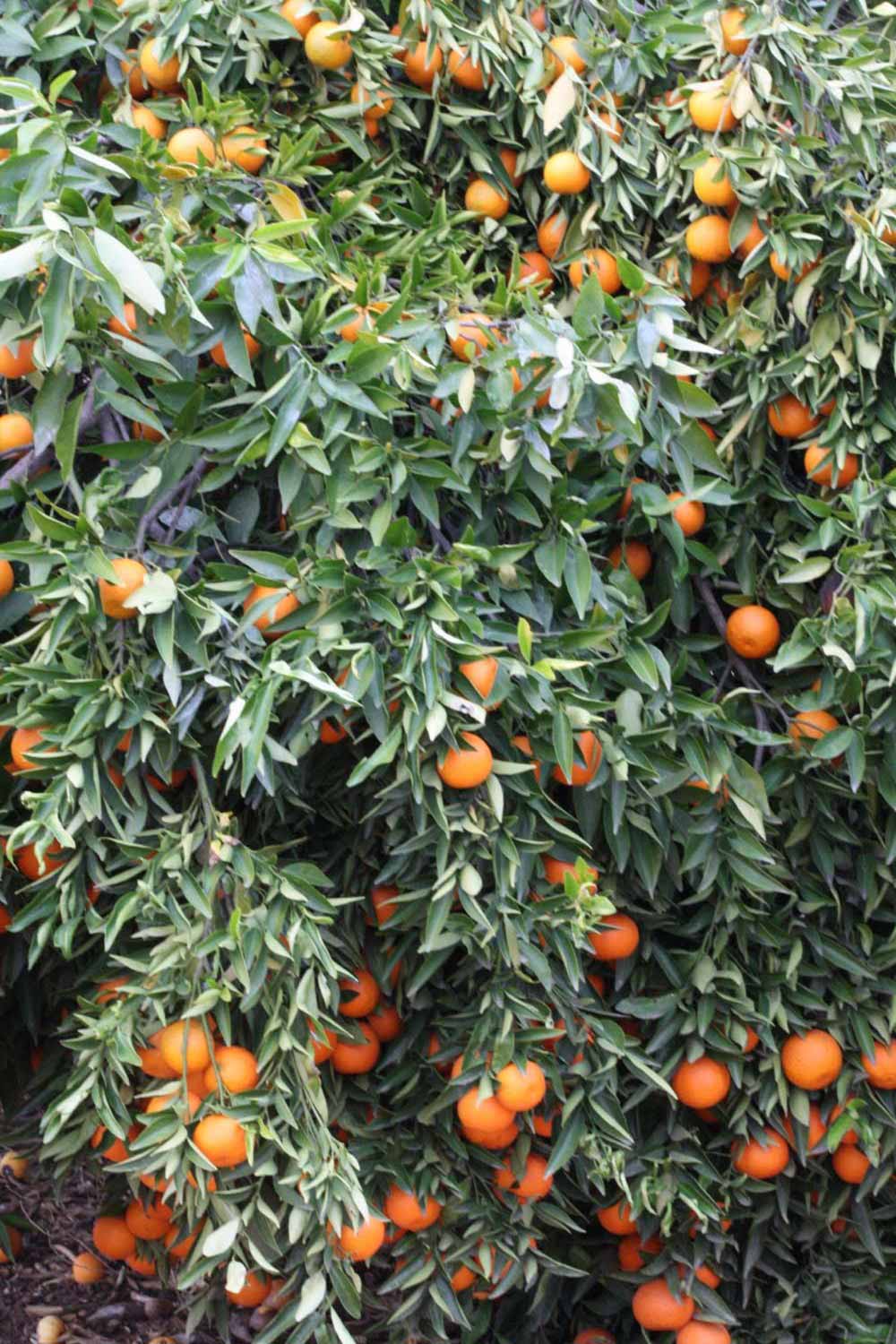            Habit (SRA 63, Riverside, CA)   